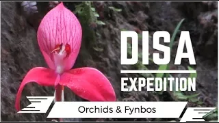 Disa Orchid Expedition [Disa uniflora]