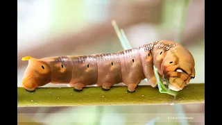 Oleander Hawk Moth Caterpillar