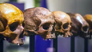 Finding relatives in hominin skulls | Science-U