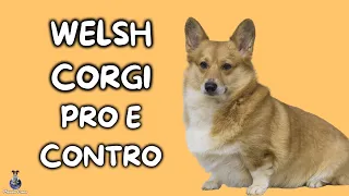 Welsh Corgi: Pro e Contro