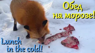 Алиса лиса. Еда и холода (Food and cold).