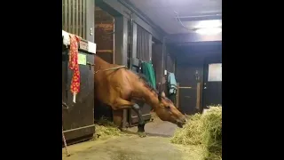 Horse Steals a Quick Snack! 🐴💕