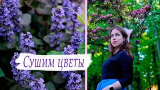 Как сушить цветы || Делаем гербарий || Как засушивать цветы || 5 способов засушивания цветов