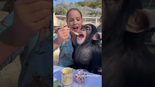 Breakfast with chimp! He loves 🍋 #chimp #chimpanzee #monkey #ape #breakfast #cute #cuteanimals