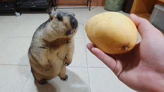 marmot funny tasted delicious mango for the first time