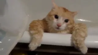 Толстый кот не может выпрыгнуть из ванны.