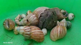 ini dia kelomang raksasa 😱, menemukan kelomang besar dan kecil, Umang-Umang Besar, hermit crab