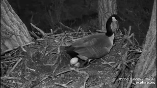 Decorah Eagles ~ Canada Goose Lays 2nd Egg In Decorah Eagle Nest! 3.25.22