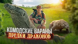 Комодские вараны - предки драконов и самые страшные хищники. Остров Комодо и парк Юрского периода