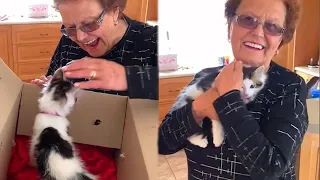 People Brought to Tears Over Surprise Kitten from Their Family 🎄 Noel Gift Suggestions