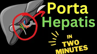 Porta Hepatis - IN TWO MINUTES!