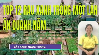 |Cây-Xanh-Ngọc-Trang| Top-12-loại-rau-xanh-trồng-một-lần-ăn-quanh-năm |rau-củ-quả| |rau-sạch|