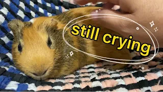 Scared guinea pig seek help from hooman