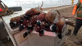 Iowa Pheasant Hunting '22.  BIRDS EVERYWHERE!!!!!