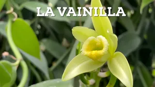 Papantla vanilla, Mexico's gift to the world.