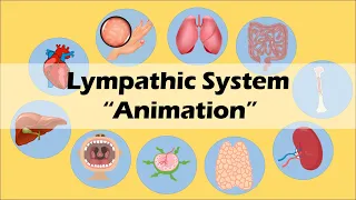 LYMPHATIC SYSTEM | Biology Animation