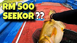 Harga Ikan Ini Seekor RM500⁉️