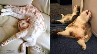 Funny Cats Sleeping in Weird Positions Compilation 😸 Cute Cat Sleeping