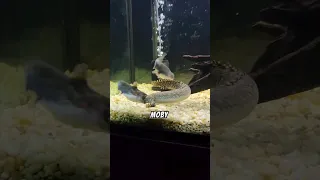 Gulper Catfish Eats A 14 Inch Bichir! 😱