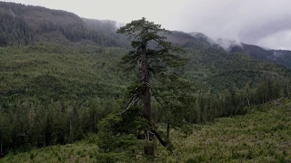 Worlds Largest Trees - Big Lonely Doug - Port Renfrew - Vancouver Island Canada