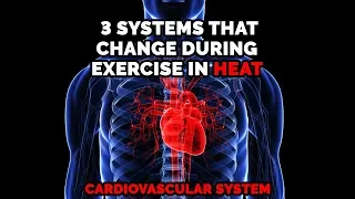 How Exercising In The Heat Influences Performance & The Cardiovascular System