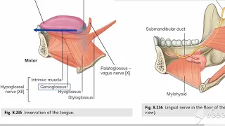 Tongue muscles & Innervation