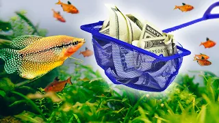 5 Simple Aquarium Tips That Save You Money