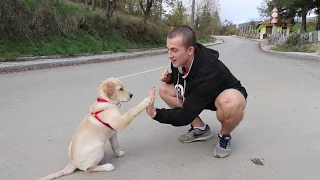 Teaching my dog to Backflip?!