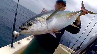 Local Bluefin and Yellowfin Tuna! Southern California Fishing (Catch, Clean and Cook)