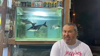 o grande tubarão de água doce o famoso pangasius