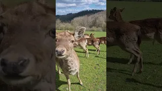 Curious Deer sniffs the camera near the Nürburgring Nordschleife
