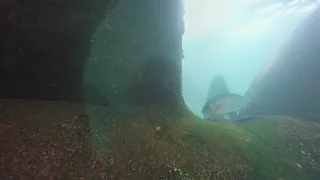 Near-death under Sydney ferry