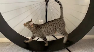 diy cat exercise wheel