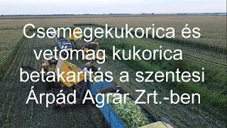 Csemegekukorica és vetőmag kukorica betakarítás a szentesi Árpád Agrár Zrt.-ben