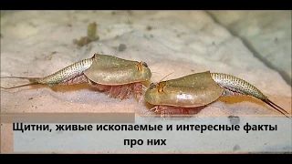 Щитни, живые ископаемые и интересные факты о них