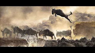 Wildebeest Migration 2022 Serengeti