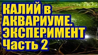 Калий против Водорослей в Аквариуме. Эксперимент. Часть 2. Борьба с Нитчаткой Кладофорой