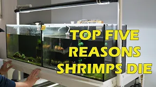 Top Five Reasons Why Shrimps Die