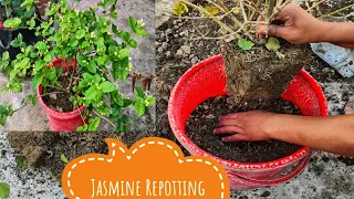 Repotting Method : How I repotted my Jasmine flower plant