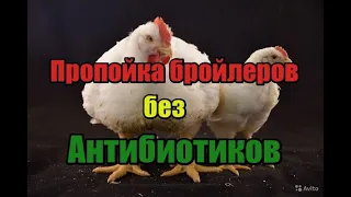 🔥🔥🔥Лучшая пропойка для бройлеров🐔 Без Антибиотиков простая и очень качественная🐥!! Лучшая выпойка!!