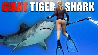 Spearfishing GONE WRONG.. Heart-Stopping SHARK ENCOUNTER |ep.32