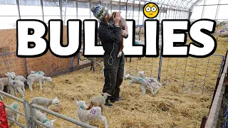 We've got some WOOLY BULLIES ...dealing with bullies (of both the four & two legged kind.) Vlog 746