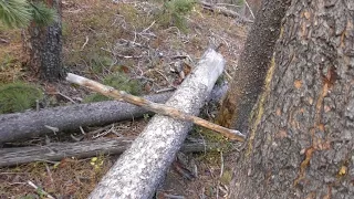 Where The Bigfoot Live! Amazing Bird Interactions On Structures