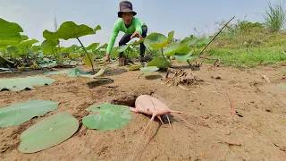 Top Video Amazing Fishing in paddy filed Underground Big Monster Come out catch by hand a fisherman