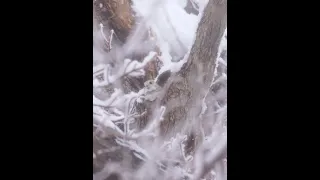 [4K] Siberianflyingsquirrel エゾモモンガ shorts