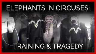 Elephants in Circuses: Training & Tragedy