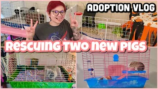 I RESCUED TWO GUINEA PIGS! 🐽| ADOPTION VLOG |