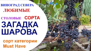 Виноград Загадка Шарова в северном Подмосковье или виноград категории Must Have для северян.