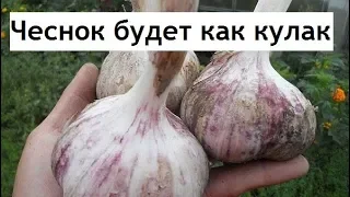 Чем кормить чеснок после уборки стрелки что бы был как кулак!