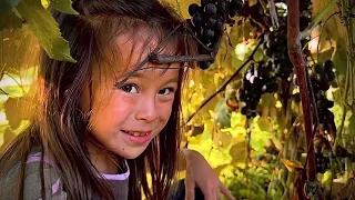 Picking Concord Grapes (Short) 2023